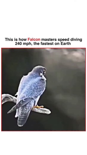 Vishnu Meena | The Peregrine Falcon is renowned as the fastest creature on Earth, capable of reaching diving speeds over 240 mph (386 km/h). This... | Instagram