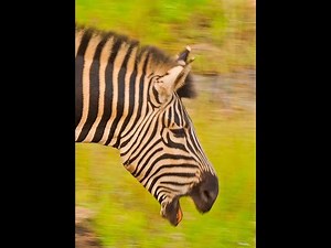 Zebra Courtship