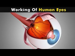 How Does Human Eye Works? | Human Eye Structure And Function (3D Animation)