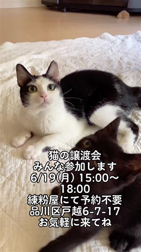 #保護猫のいる暮らし #美猫 #白黒ハチワレ猫 #白黒猫女子 #白黒猫女子 #里親募集 #東京 #子猫 #茶トラ #黒猫 #