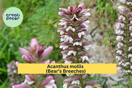 Acanthus Mollis Bear’s Breeches Live Root – Hardy Perennial Shrub With Purple & White Blooms, Ornamental Flowering Plant - Etsy