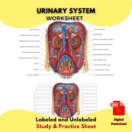Urinary System Anatomy Worksheet PDF Printable Kidney, Bladder, Ureter Diagram Labeled & Unlabeled Medical Education for Students and Nurses - Etsy Australia