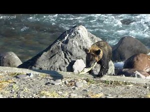 鮭を捕らえて歓喜するヒグマ(知床・北海道)/A brown bear rejoicing at catching a salmon(Shiretoko / Hokkaido)