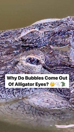 Why Do Bubbles Come Out Of Alligator Eyes? 🤔🫧🐊 | Corbin Maxey
