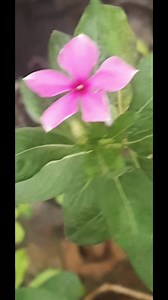 2.3K views · 548 reactions | "Periwinkle petals dancing on the breeze, a graceful symphony of color." #periwinkle #flowers #naturephotography #nature #plants | Blooming Nature Tales | Facebook