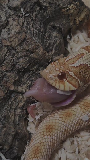 *Warning* Snake feeding video. This is an Albino Hognose Snake. Hognose snakes are unusual in many ways, they are not constrictors and actually venomous snakes. They deliver venom by a fang at the rear of their mouth which the chew into their prey. #reptile #pet #animallover #hognose #snakefeeding