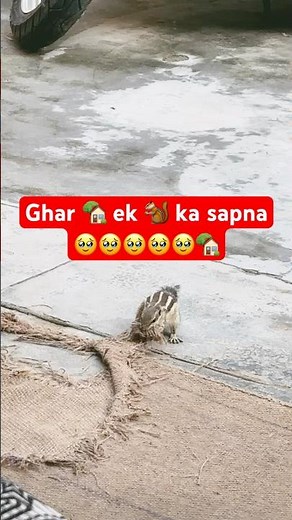 Squirrel 🐿️ collecting scratch to make her home