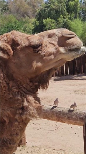 Majestic Camel Up Close! 🐫 Desert Beauty in Action