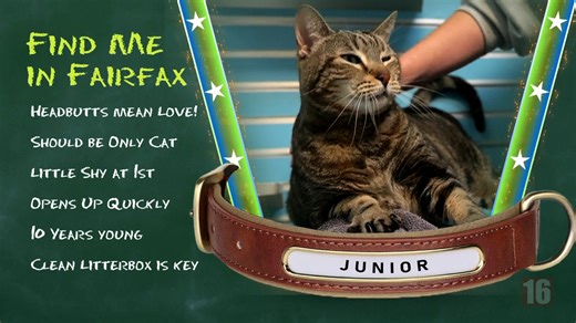 3.4K views · 32 reactions | Fairfax County Animal Shelter introduces "Furfax Friends" to help every pet find a loving home  Virginia residents can try a 5-day, no-strings-attached Adoption Audition for any dog or eligible small animals/cats (check bios or kennel cards for details).  Meet Junior, a loving cat looking for a home in his golden years, waiting for the purr-fect match! Learn more: https://www.fairfaxcounty.gov/animalshelter/adopt | Fairfax County Government | Facebook