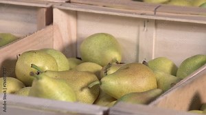 liquor distiller testing pears from crate