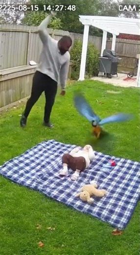 CCTV Footage: Macaw Lunges Toward Child on Picnic Blanket! 😱🦜