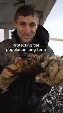 What Happens If You Get CAUGHT with ILLEGAL LOBSTERS…?