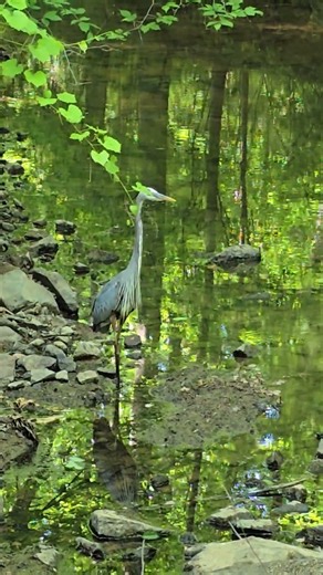 Great Blue Heron