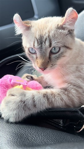 My mom must’ve put this on her purse just for me #highlanderkitten #cutecat