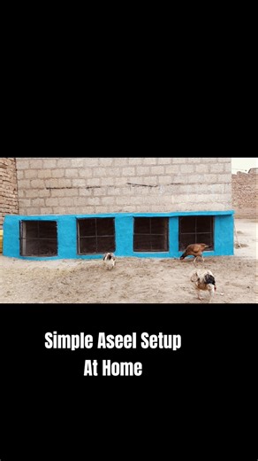 Simple Aseel Setup At Home #aseel #setup #shortsfeed #viral