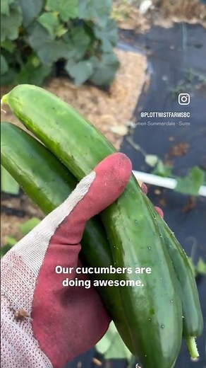 Cucumber tips at chipmunk speed! lol #gardening #garden #vegetablefarming #gardentips #shorts