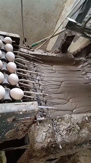 Inside a Real Egg Processing Machine 🥚