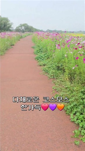 #창원 #창원동읍코스모스 #동읍코스모스 #무점마을 #무점마을코스모스 #창원여행 #국내여행 #힐링 #korea #changwon #healing #가을 #가을여행 #행복 #여행