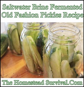 Saltwater Brine Fermented Old Fashion Pickles Recipe - The Homestead Survival