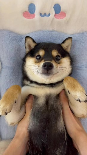 Manyu spa day!!#littlemanyu #dogsofttiktok #cute #shiba #shibainu #asmr