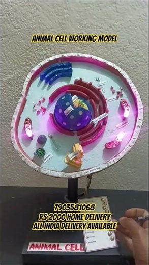 animal cell working model | School model and project
