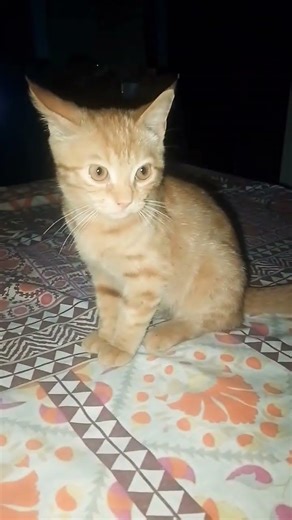 my cute kitten 🐾#trending #cat #viral #cute #foryou #short #shortsfeed#shortvideo#shortsviral#kitten