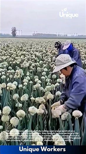 Onion Harvest: Farmers Picking Flowering Onions in the Field