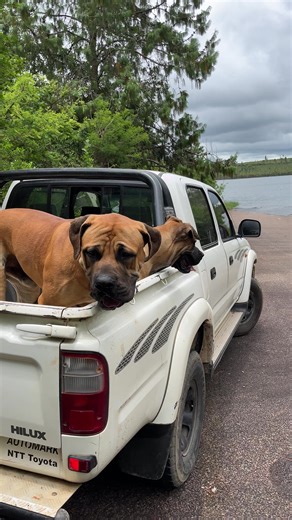 Understanding Boerboels: Insights into South African Dogs