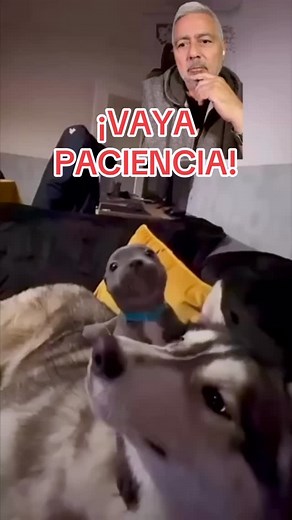 8.1K views · 405 reactions | Con el temperamento se nace, pero el carácter se forma  ¿Sientes que con tu perro algo no termina de encajar?  No es un curso, es un nuevo estilo de vida. Es el primer paso de algo real. Entra ahora a 4EverDogs Academy y empieza el cambio   Link en mi perfil    #perros #fyp #fy #parati #cachorro | Ricardo Valdivia 4EverDogs | Facebook