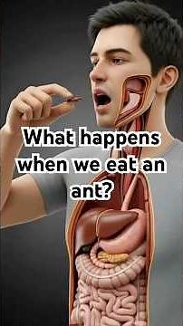 What Happens To Your Body If You Eat An Ant? 🐜
