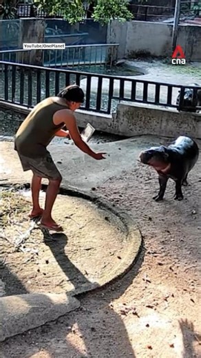 Thai man caught trespassing into viral hippo Moo Deng's zoo pen
