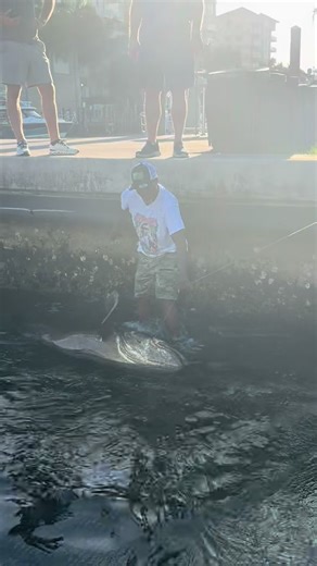 Catching a Giant Goliath Grouper on Video