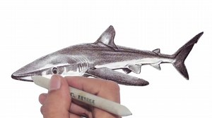 338K views · 10K reactions | How to draw Blue Shark from different angles ... | Veri Apriyatno Artist | Facebook