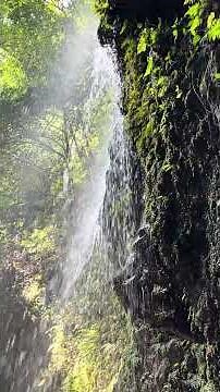 マイナスイオン前回！爽やかな滝の音に癒される贅沢な時間 #nature #waterfall #癒し #shorts