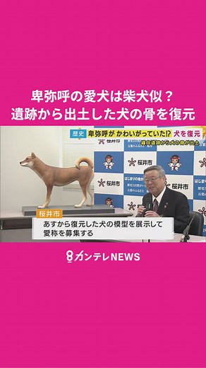 卑弥呼の愛犬は柴犬似？ 邪馬台国の有力候補地遺跡から出土した犬の骨を復元 顔は小さく体は大きめ #卑弥呼 #犬 #柴犬 #邪馬台国 #奈良県 #奈良 #復元 #纏向遺跡#奈良 #桜井市 #遺跡 #愛犬 #骨