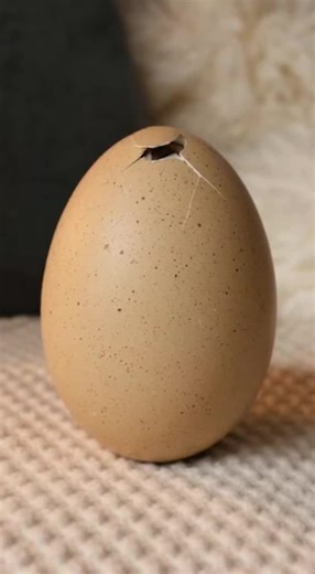 Exploring What's Inside the Egg: A Cat's Curiosity
