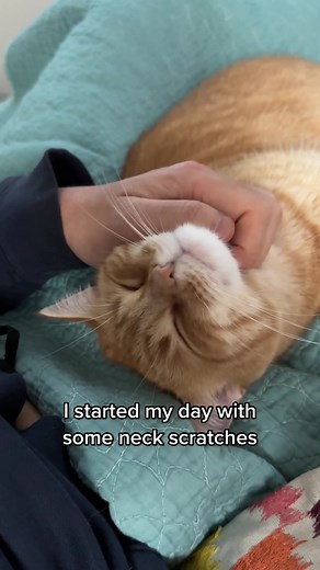 A Day in the Life of Penny: The Ginger Cat Chronicles