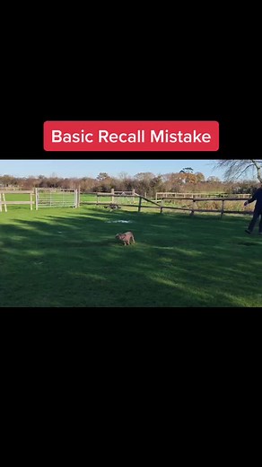 SouthendDogTraining on TikTok