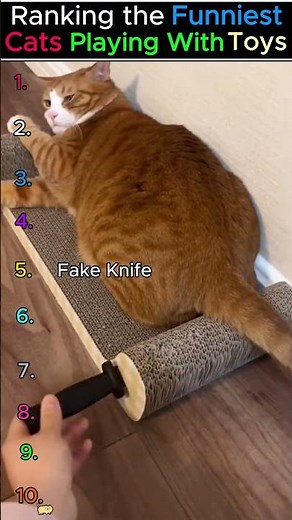 🧸🐱 Ranking the Funniest Cats Playing with Toys! 😂