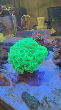Massive Candy Cane Coral Fell Off! Here’s How I Mounted It #aquarium