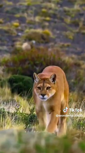 The Majestic Puma: A Closer Look at Nature's Beautiful Feline