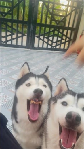 I was eating an apple that the kids kept asking for. #dindinvabap #husky