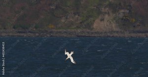 Gannet sea birds plunge diving fishing ocean water slow motion
