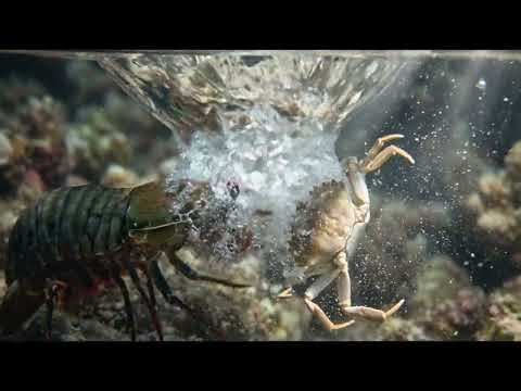 Mantis shrimp delivering