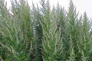 Artemisia verlotiorum - Alchetron, The Free Social Encyclopedia