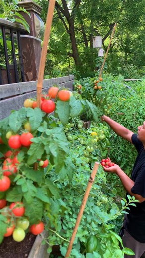 🌱 Want a better garden? Work WITH nature, not against it. Most people focus only on their veggies and forget the one thing that actually makes a garden thrive, biodiversity. Here’s the simple breakdown: 🌸 Flowers attract pollinators like bees and butterflies. Without them, most of your plants won’t produce fruit. More flower variety = more pollinators. 🌿 Herbs planted next to your vegetables act as natural pest control. They confuse and repel harmful insects, which means healthier plants and 
