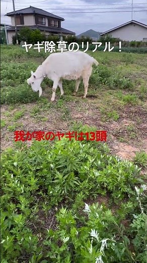 ヤギ除草⁉️ヤッギは草を食べるのが仕事⁉️#ヤギ#ペット#動物#ヤギ除草#癒し