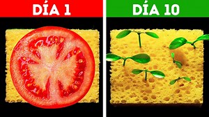 8.6M views · 1.1K reactions | 21 MANERAS FÁCILES DE CULTIVAR TUS PROPIAS PLANTAS: | Ideas en 5 minutos Chicos | Facebook