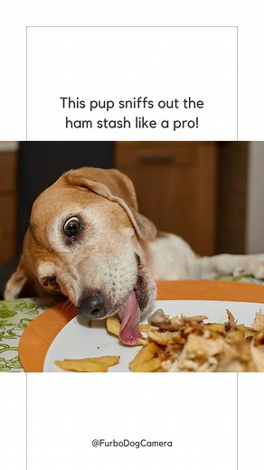 2.1K views · 27 reactions | Meet Bella, the ultimate counter surfing pro! Furbo caught this clever pup red-handed during a ham heist. If you’re seeking ways to keep your puppy entertained indoors while curbing unwanted behaviors like counter surfing, tap the link in our stories! | Furbo Pet Camera | Facebook