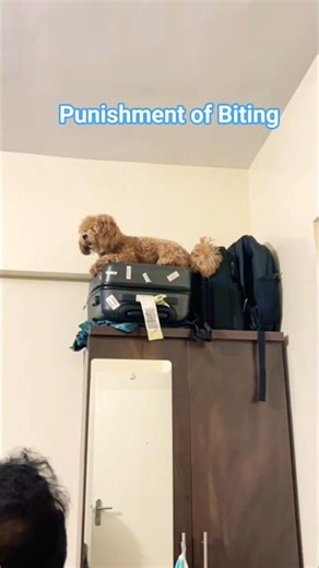 Biting Dog Punishment #shorts dog #puppy #pets